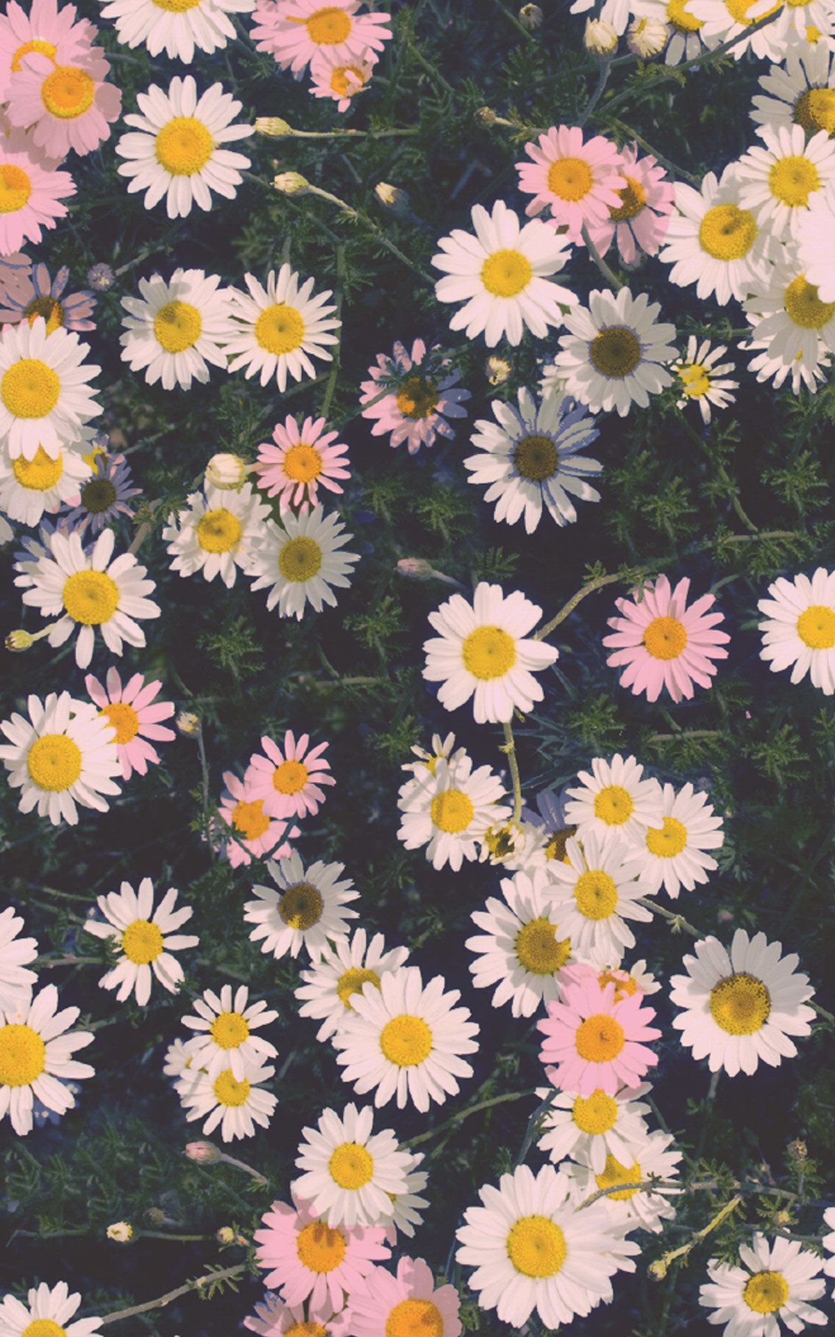 Margherite rosa e bianche, 1200x1920 Verticale, iPhone Plus