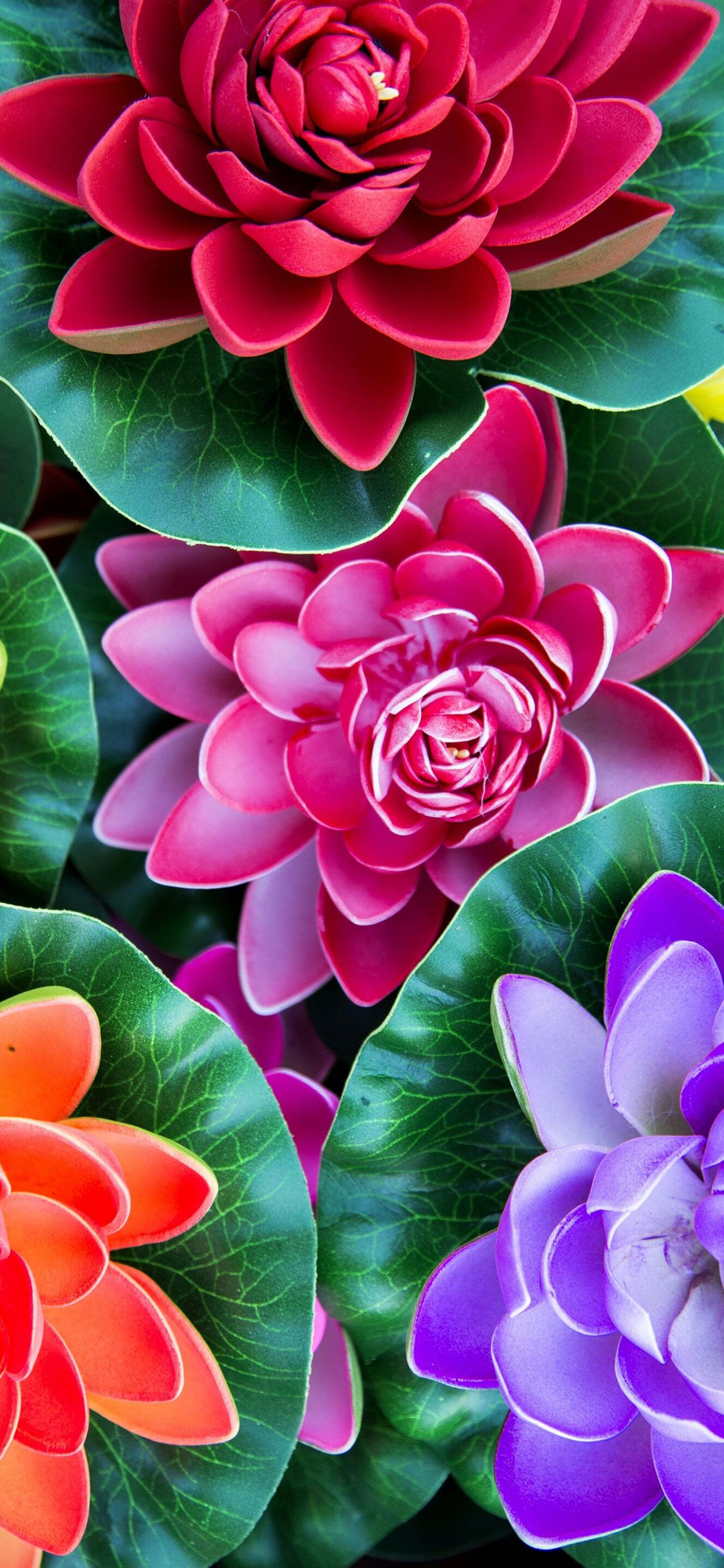 Fiore rosa succulenta, 1125x2436 Full HD Verticale, iPhone Plus