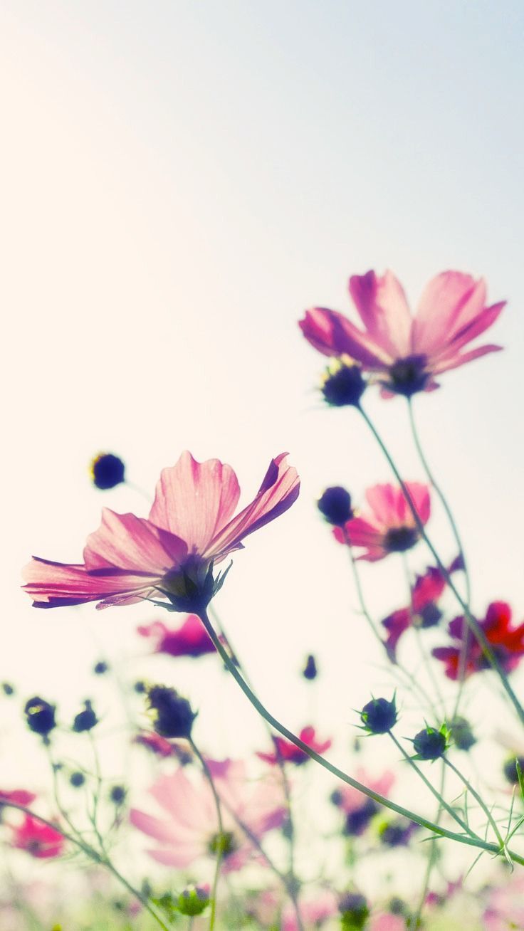Fiori cosmos rosa retroilluminati, 736x1308 Full HD Verticale, iPhone Pro Max