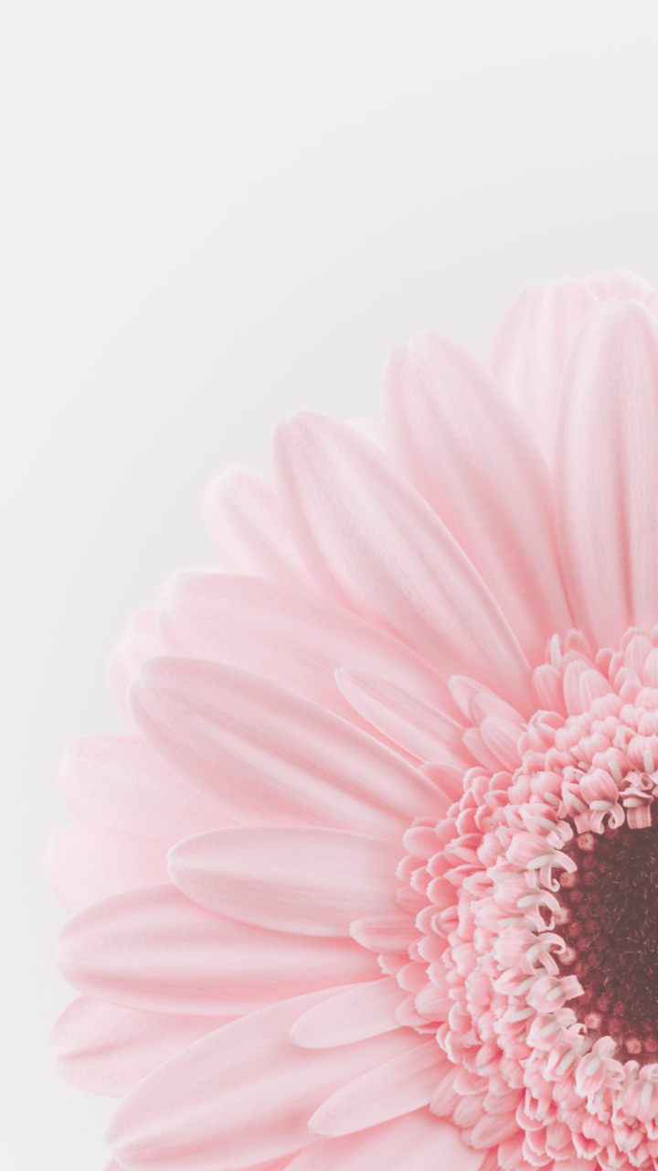 Fiore rosa gerbera primo piano, 720x1280 Full HD Verticale, iPhone Pro Max