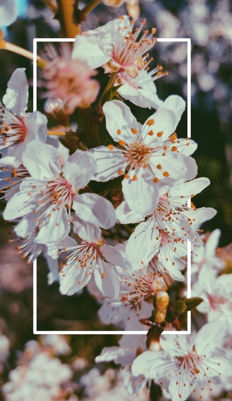 Fiori bianchi di ciliegio, 740x1280 Full HD Verticale, iPhone