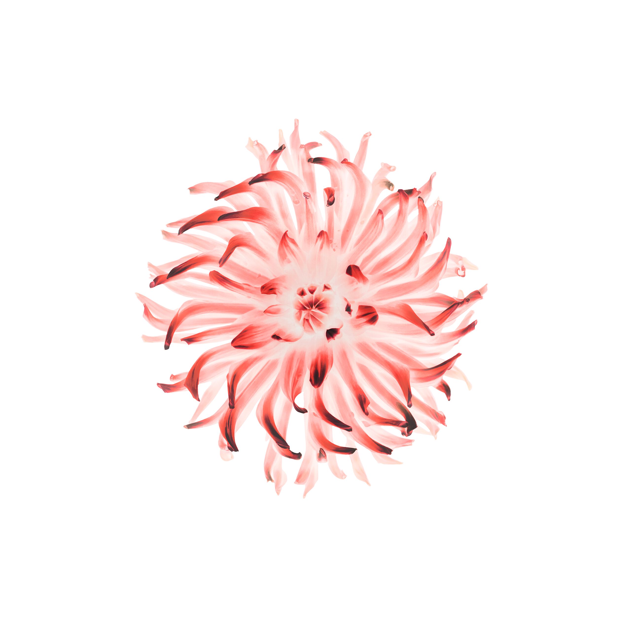 Fiore rosa astratto sfondo bianco, 2524x2524 2K, Desktop