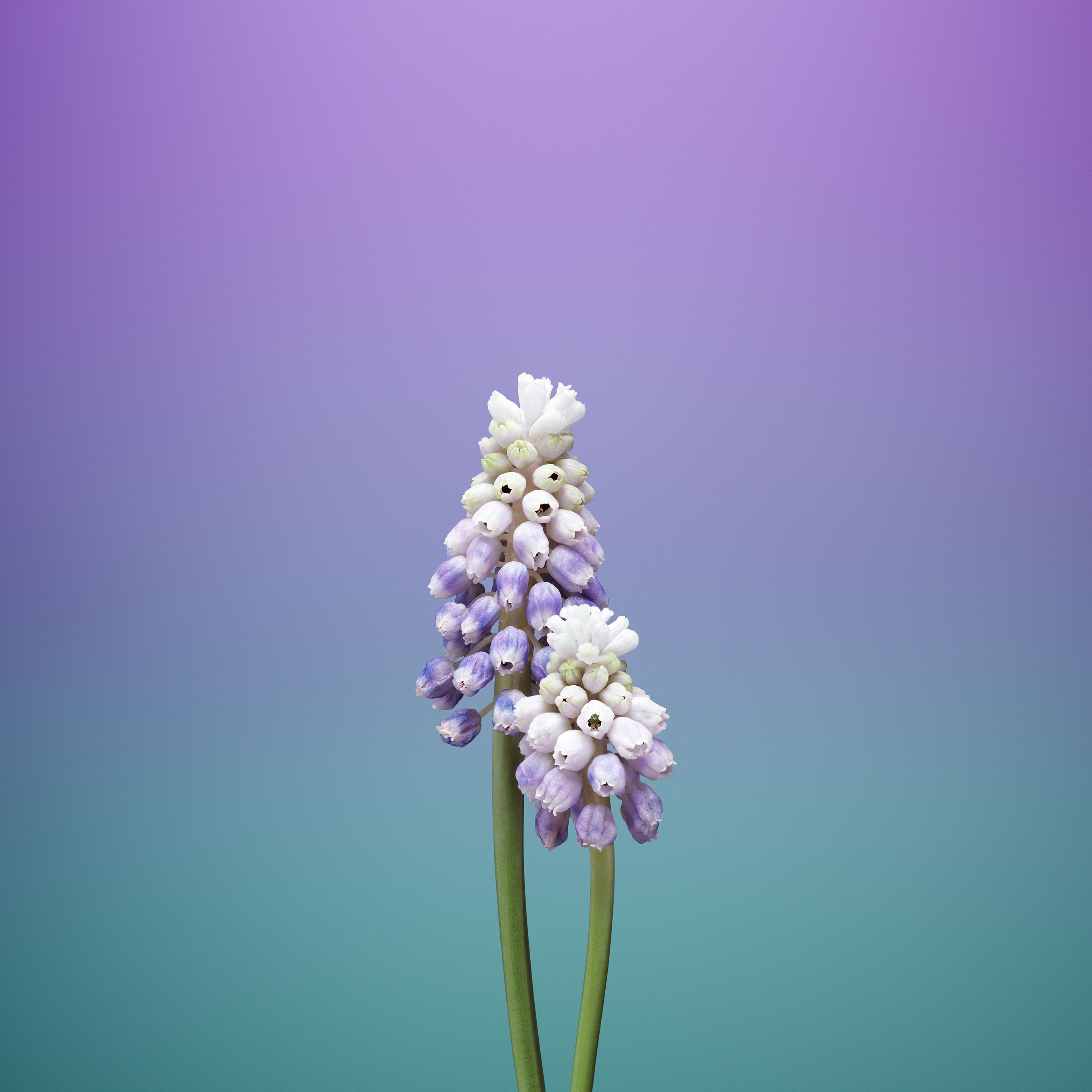 Fiori di giacinto viola-bianco, 2706x2706 2K+, Desktop