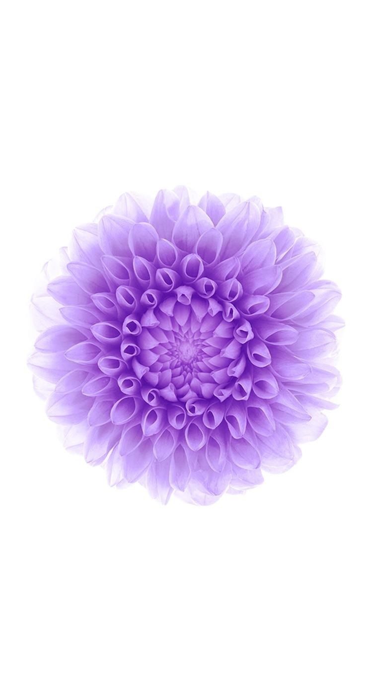 Fiore dalia viola sfondo bianco, 743x1392 Full HD Verticale, iPhone Plus