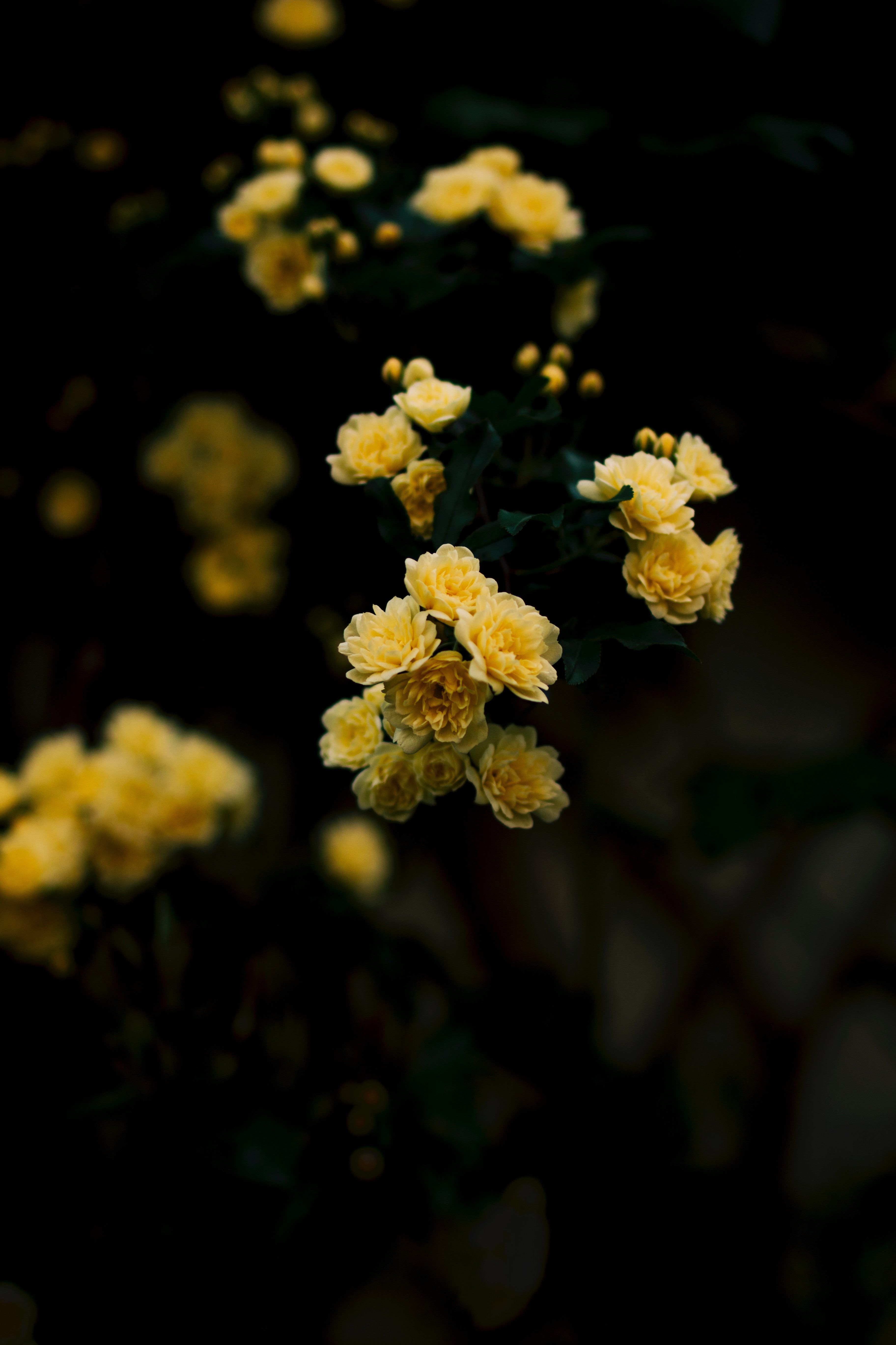 Rose gialle su sfondo scuro, 3648x5472 Full HD Verticale, iPhone Plus