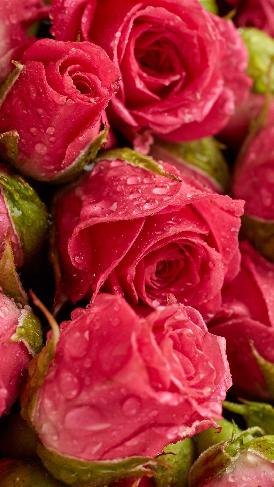 Rosa rossa con gocce d'acqua, 1080x1920 Full HD Verticale, iPhone Pro Max