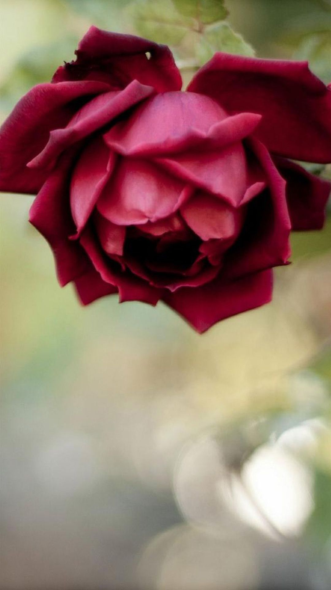Rosa rossa sfocata sfondo, 1080x1920 Full HD Verticale, iPhone Air