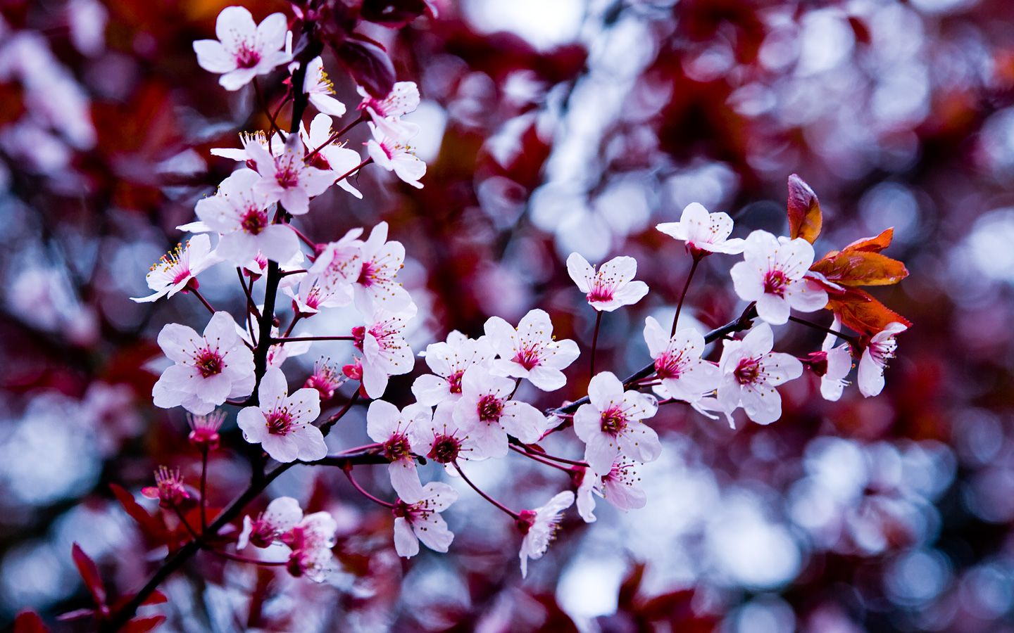Fiori di ciliegio rosa, 1440x900 HD, Desktop