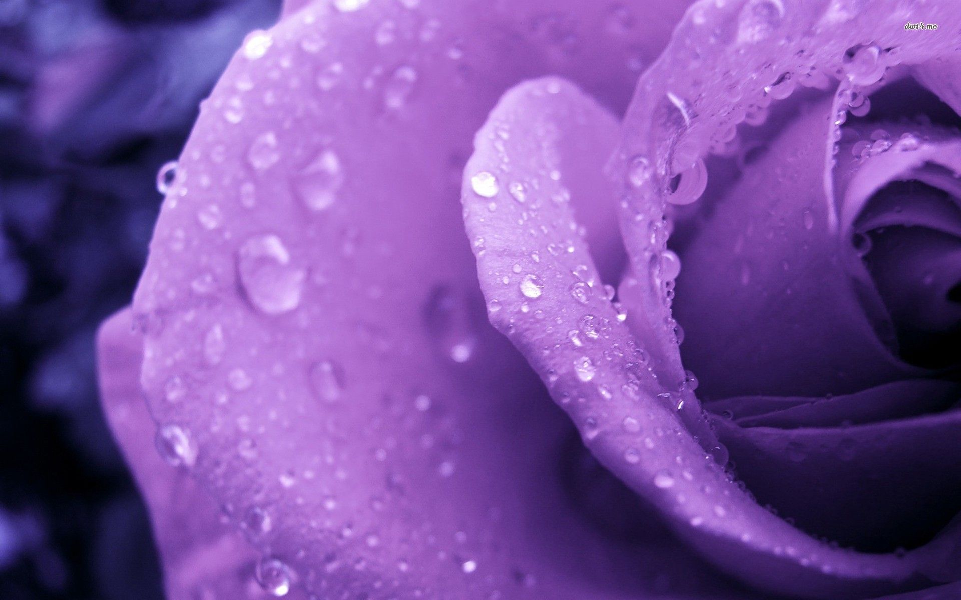Rosa viola con gocce d'acqua, 1920x1200 Full HD+, Desktop