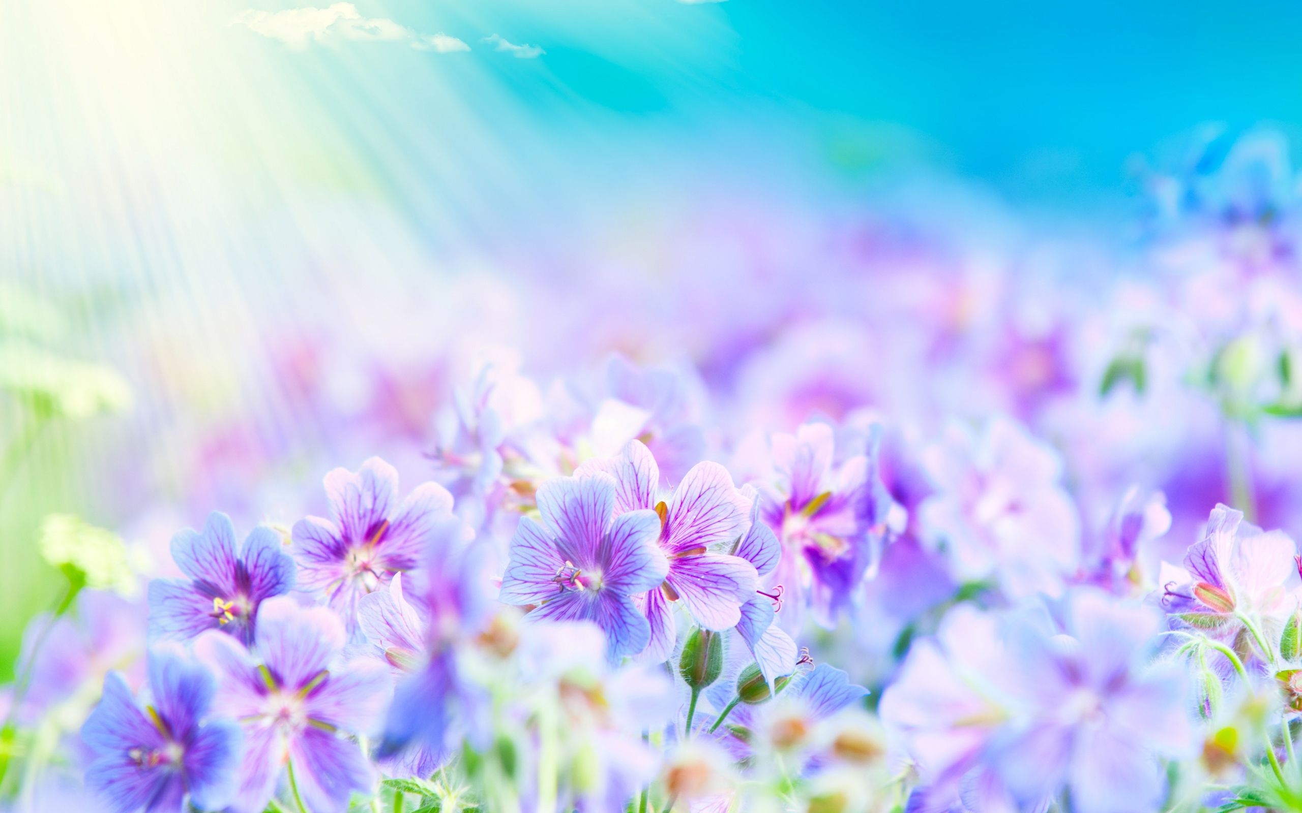 Fiori viola sfocati estivi, 2560x1600 2K, PC