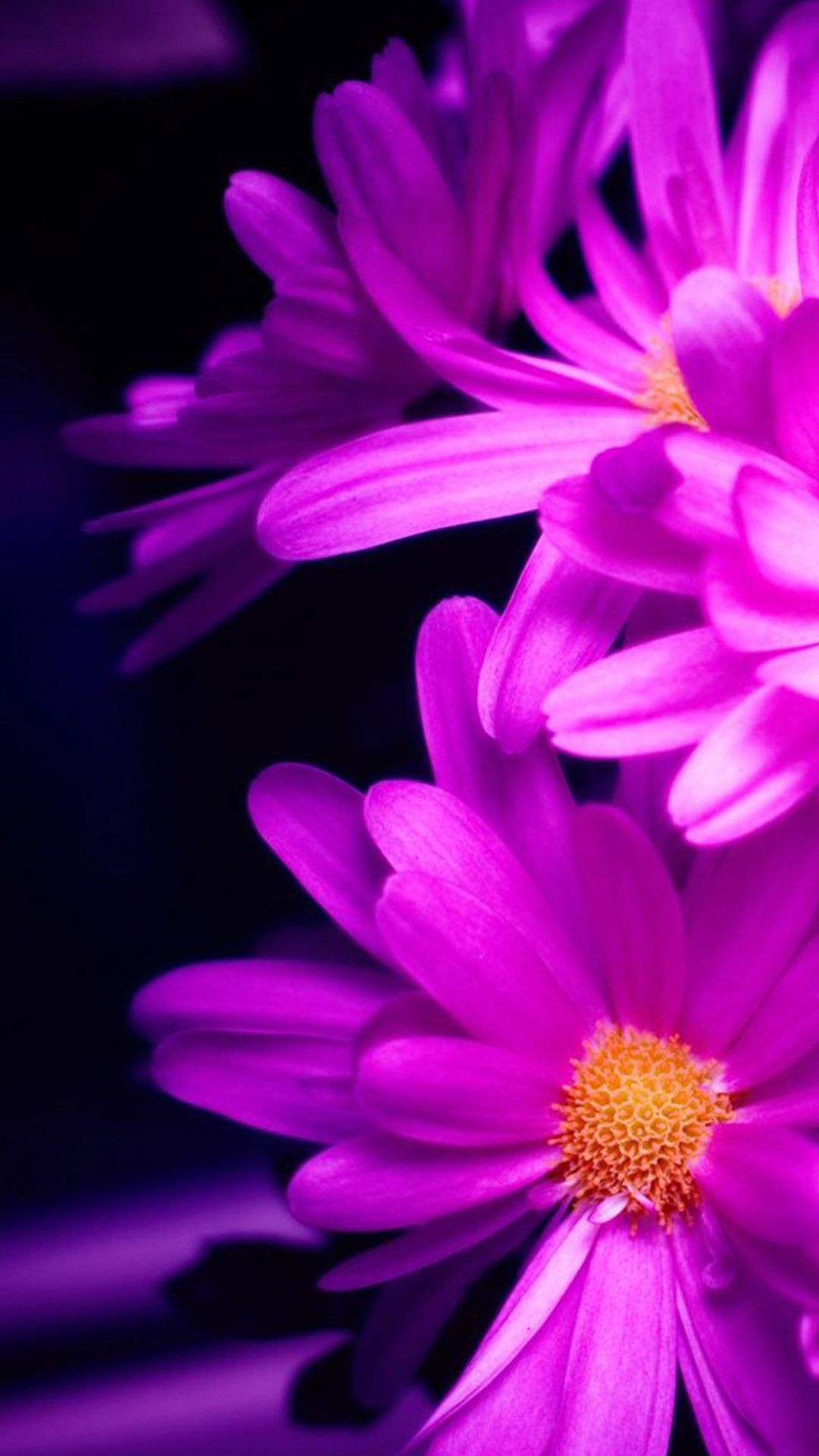 Fiori viola margherite, 1080x1920 Verticale, iPhone Pro