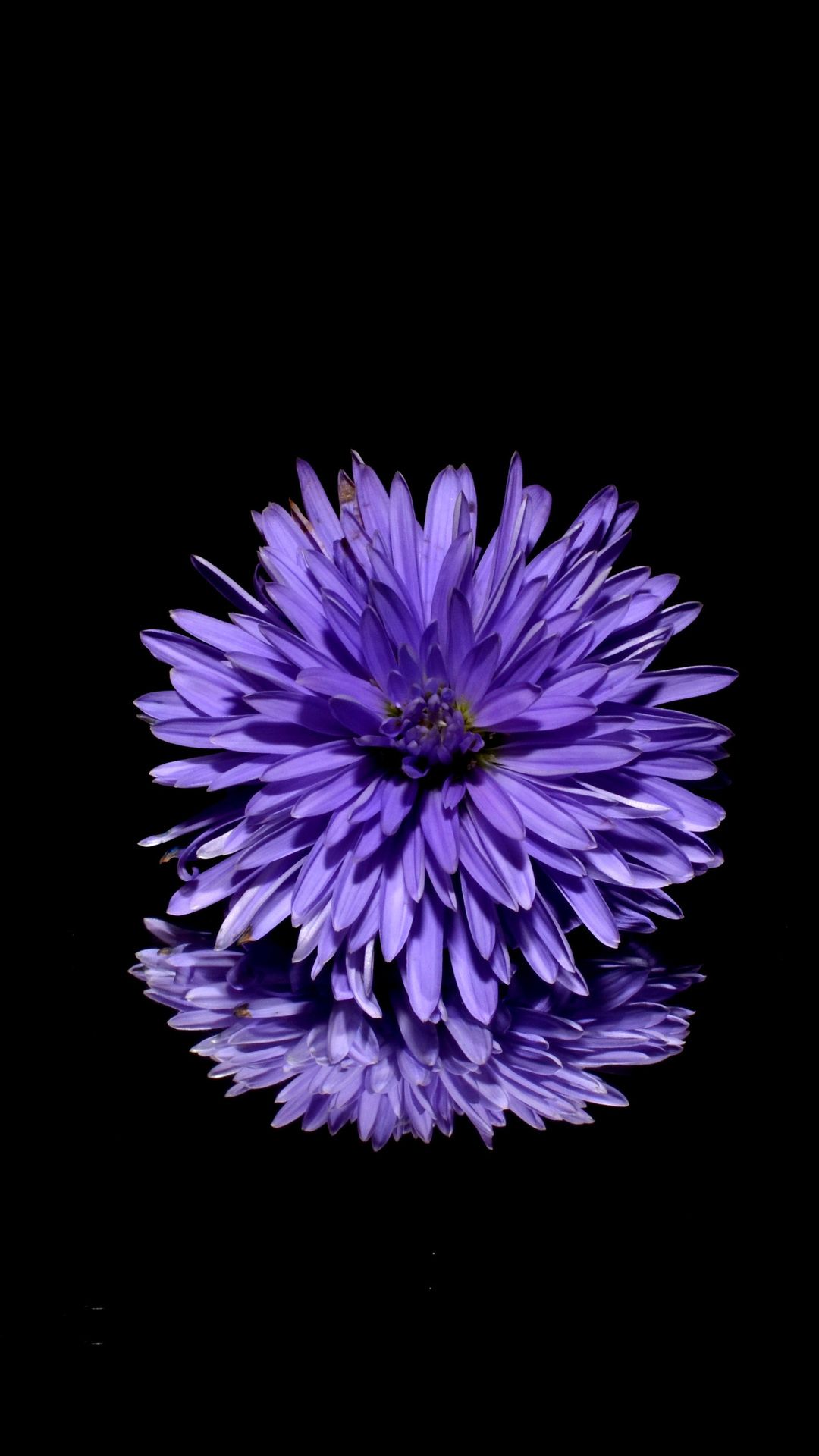 Fiore viola sfondo nero, 1080x1920 Full HD Verticale, iPhone Air
