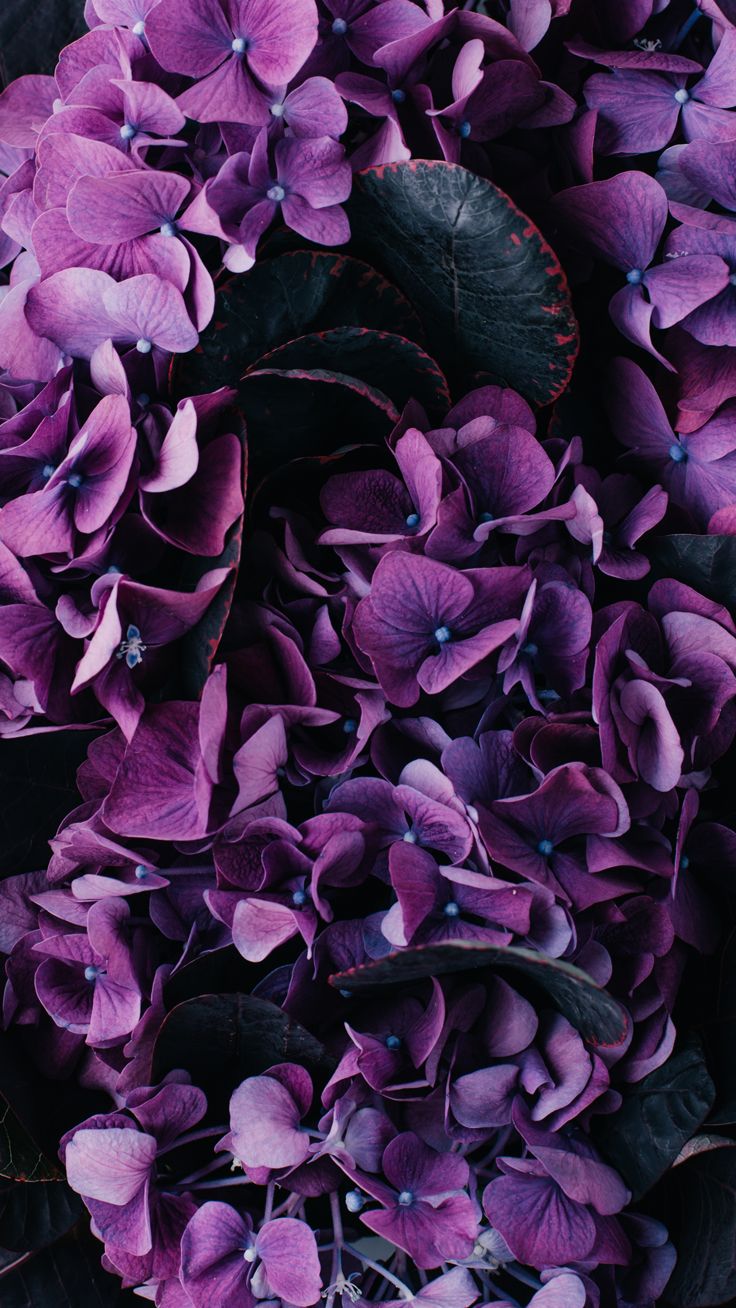 Fiori di ortensia viola, 736x1308 Full HD Verticale, iPhone