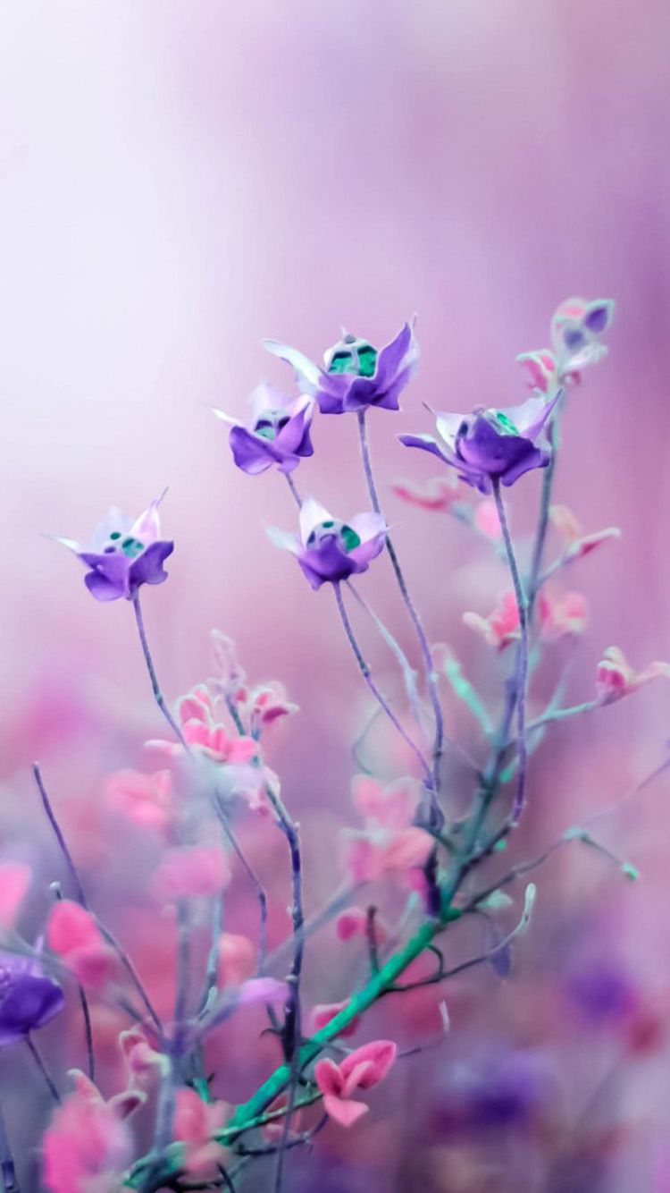 Fiori viola su sfondo sfocato, 750x1334 Verticale, iPhone Pro Max