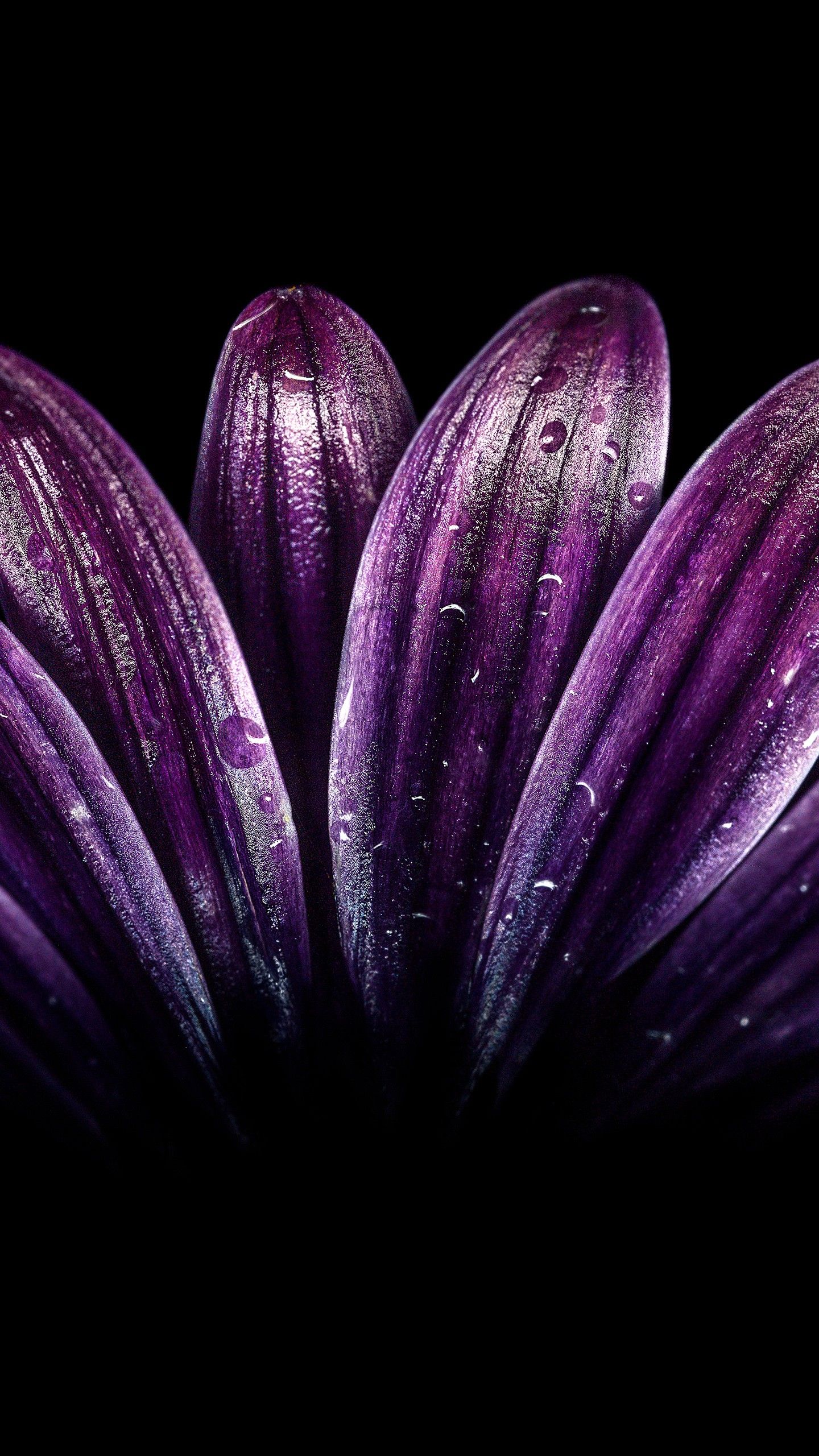Petali viola con gocce d'acqua, 1440x2560 Verticale, iPhone Air