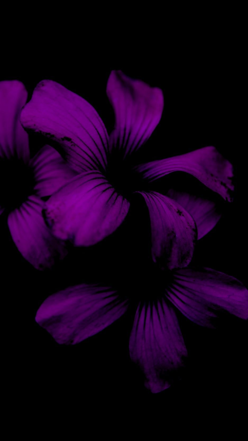 Fiori viola su sfondo nero, 938x1668 Verticale, iPhone Air