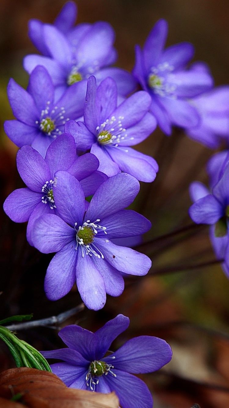 Fiori viola primaverili, 750x1334 Full HD Verticale, iPhone Plus