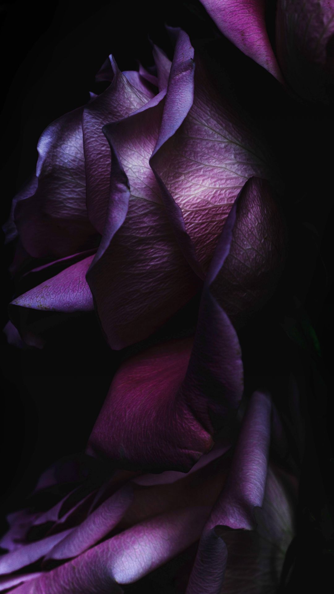 Rosa viola scura petali, 1080x1920 Full HD Verticale, iPhone Plus