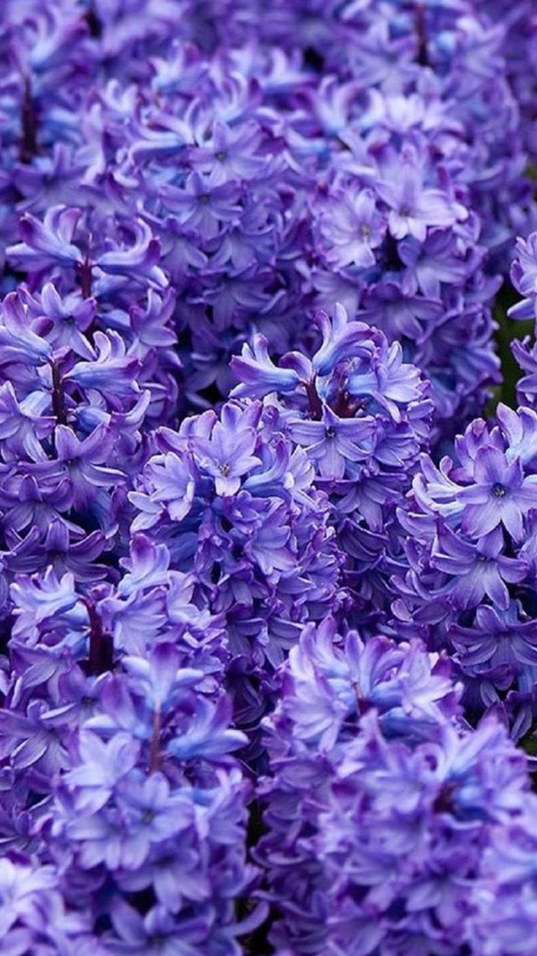 Giacinti viola fioriti, 1080x1920 Verticale, iPhone