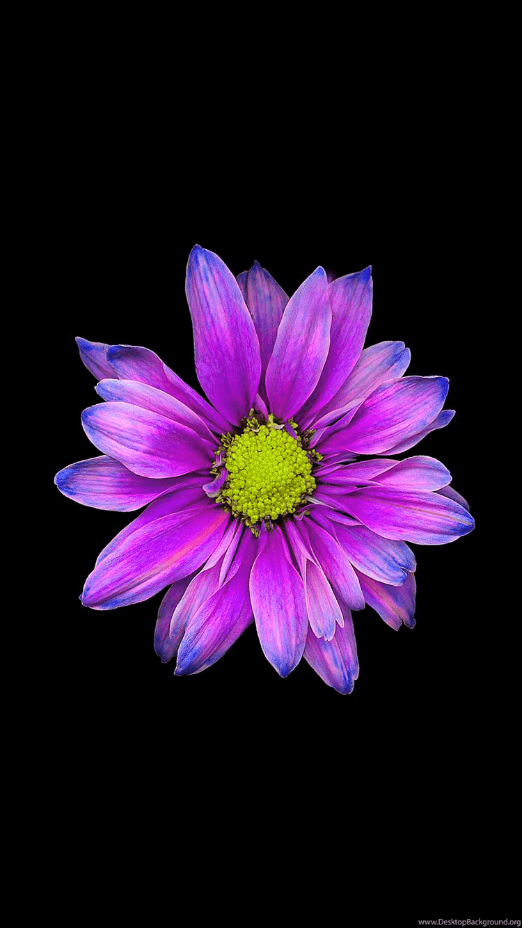 Fiore viola su nero, 750x1334 Full HD Verticale, iPhone Pro Max