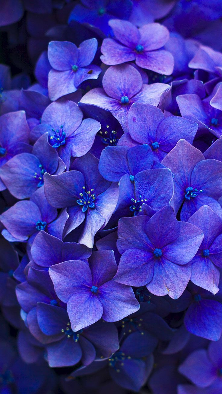 Fiori di ortensia viola, 736x1308 Verticale, iPhone Pro