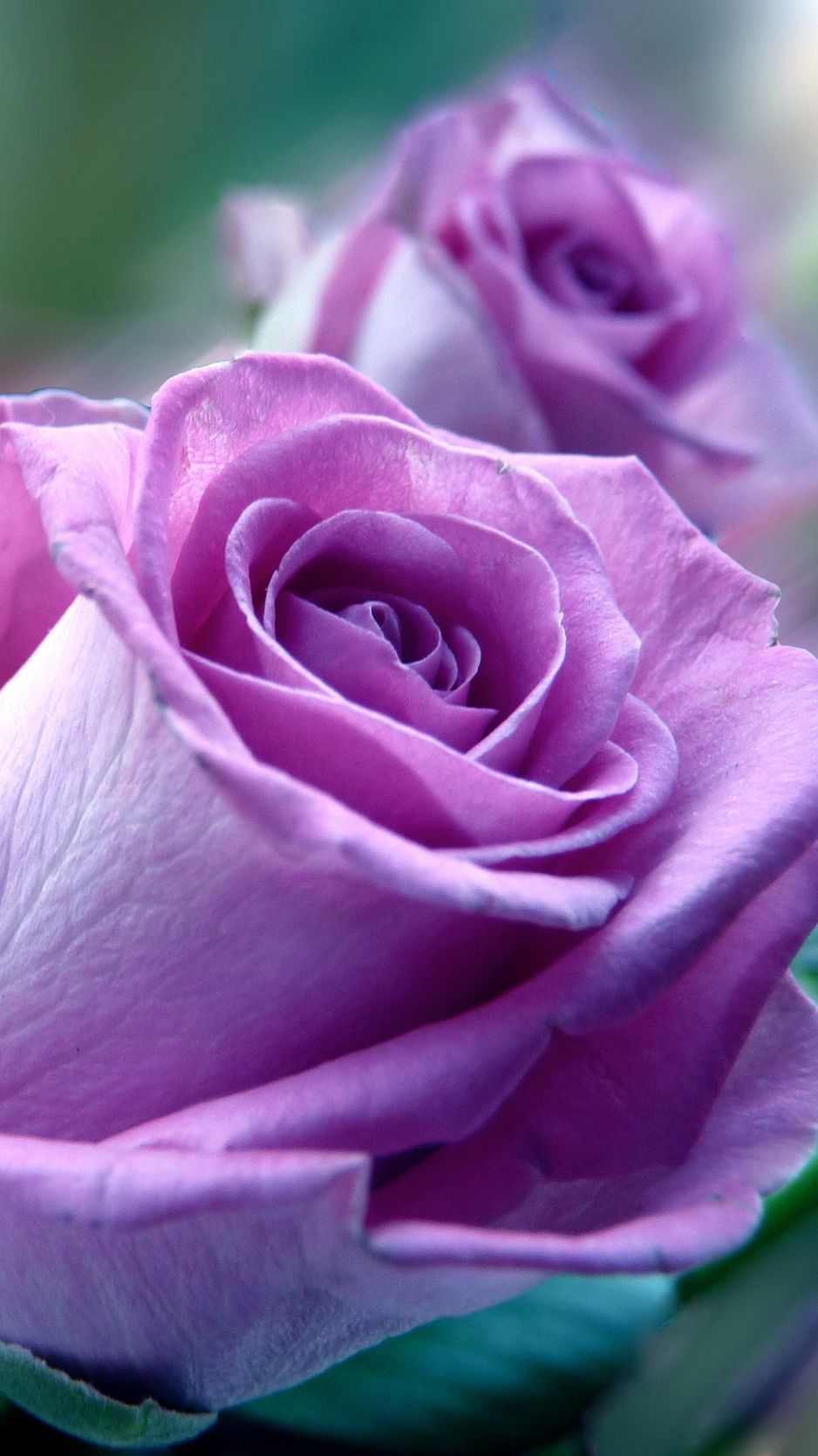 Rose viola in primo piano, 938x1668 Full HD Verticale, iPhone Air