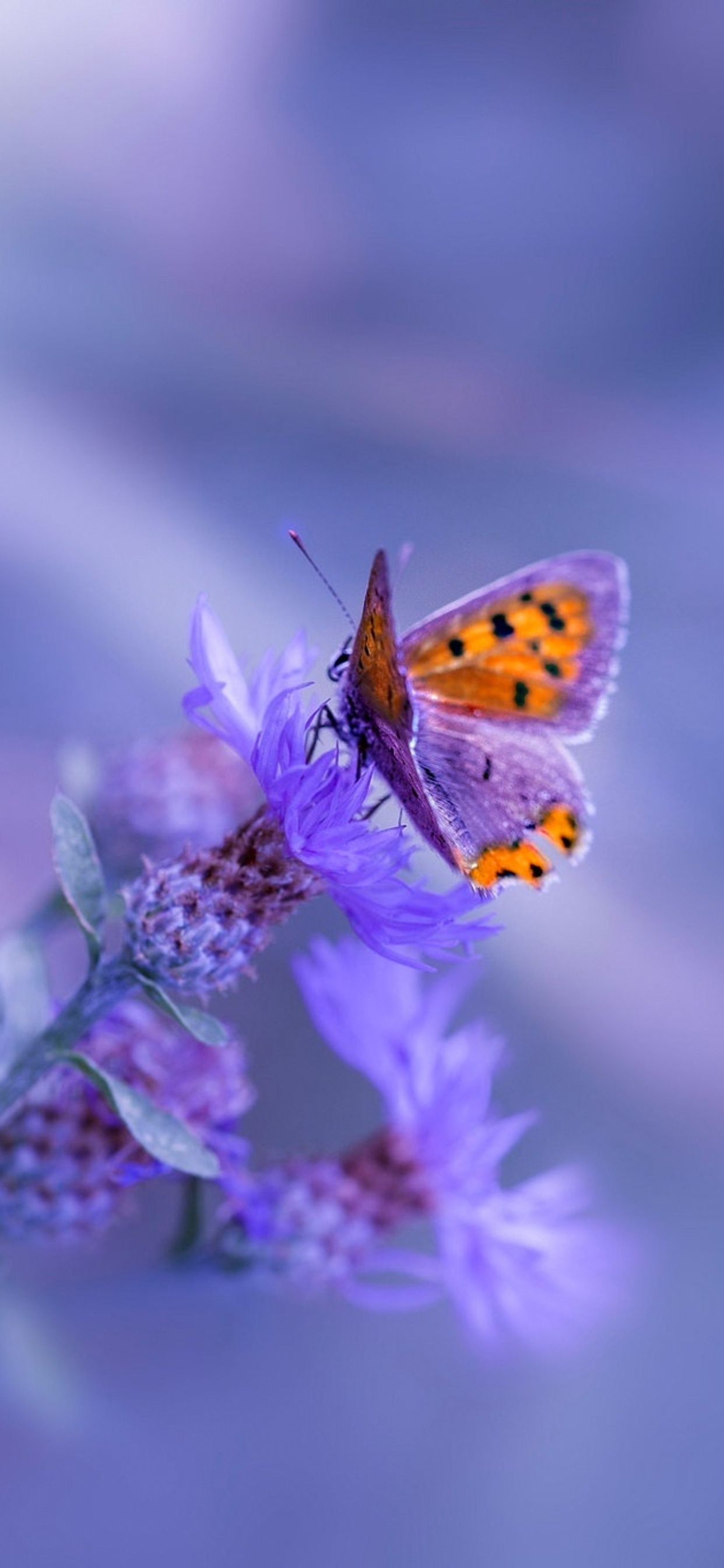 Farfalla su fiori viola, 1242x2688 Full HD Verticale, iPhone Air