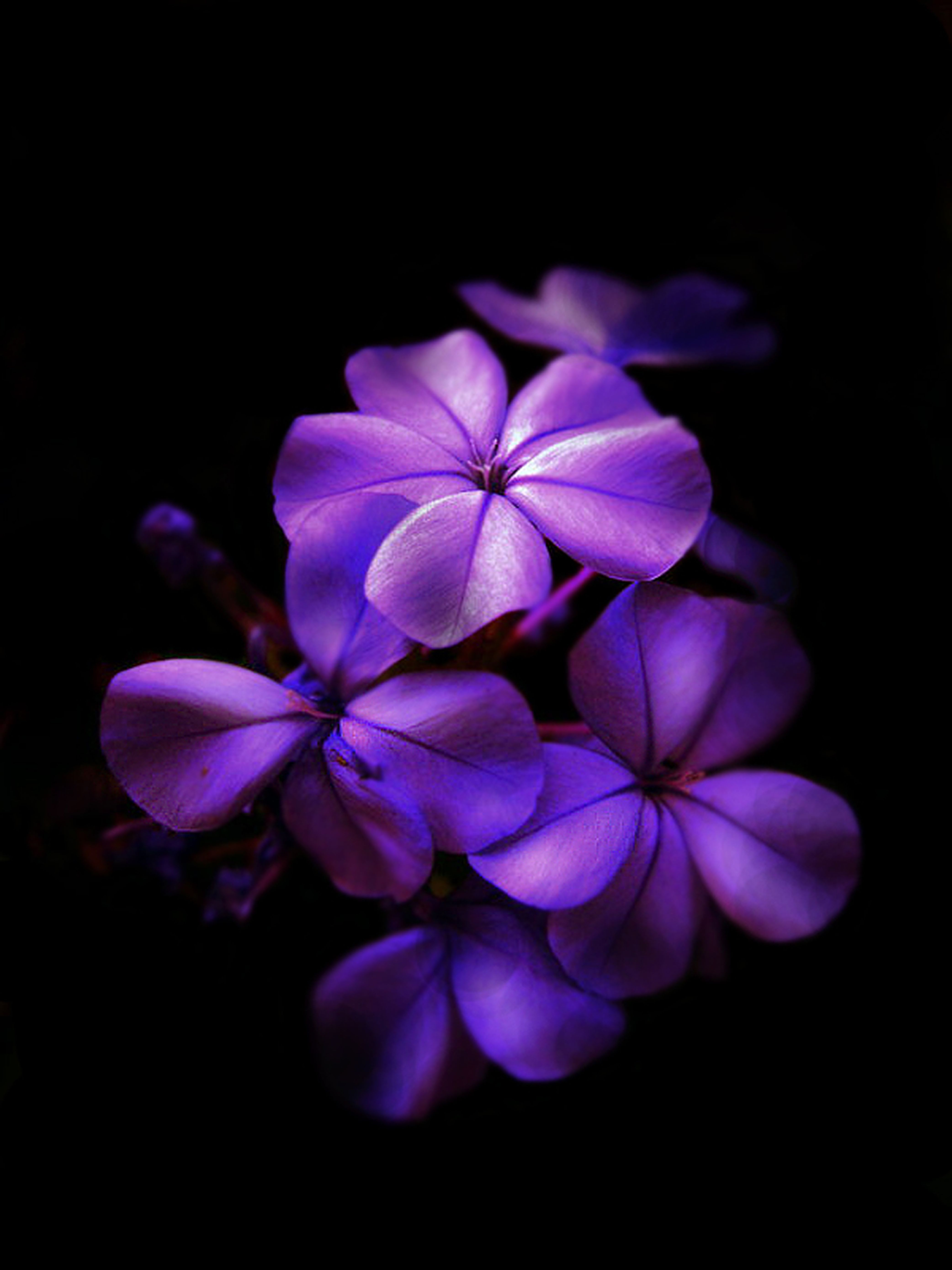 Fiori viola su sfondo nero, 4167x5555 Verticale, iPhone Plus
