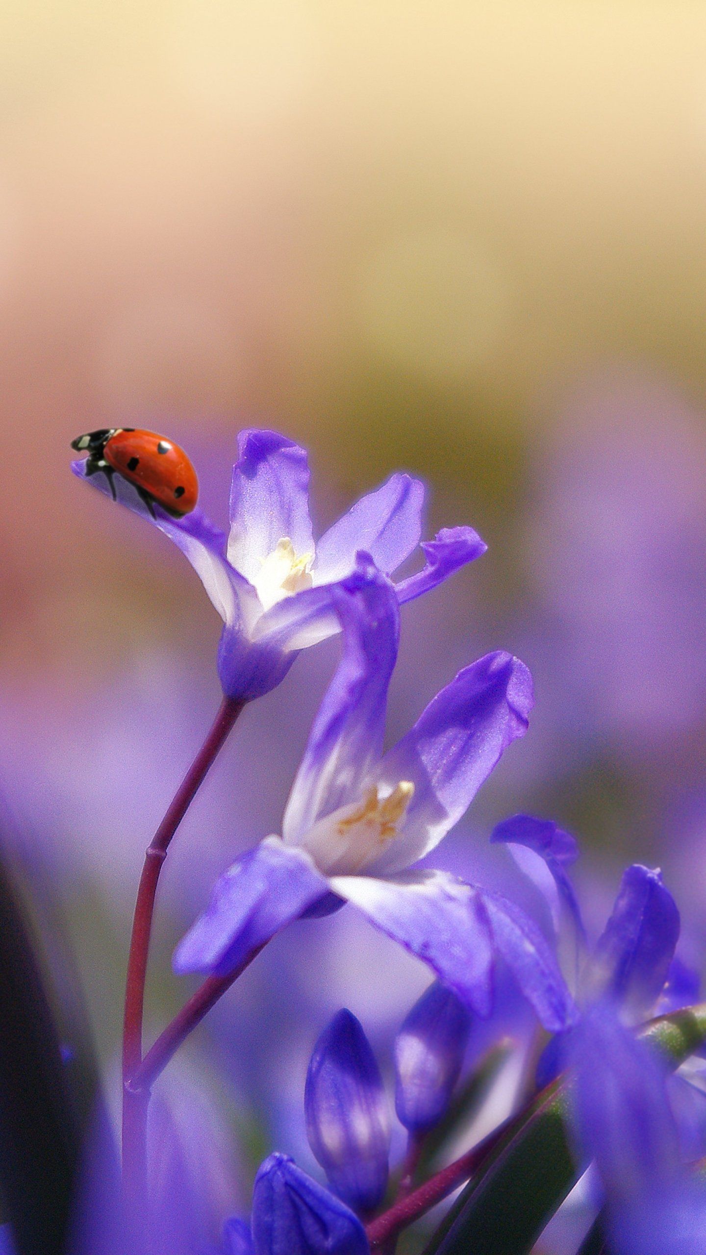 Coccinella su fiore viola, 1440x2560 Verticale, Mobile
