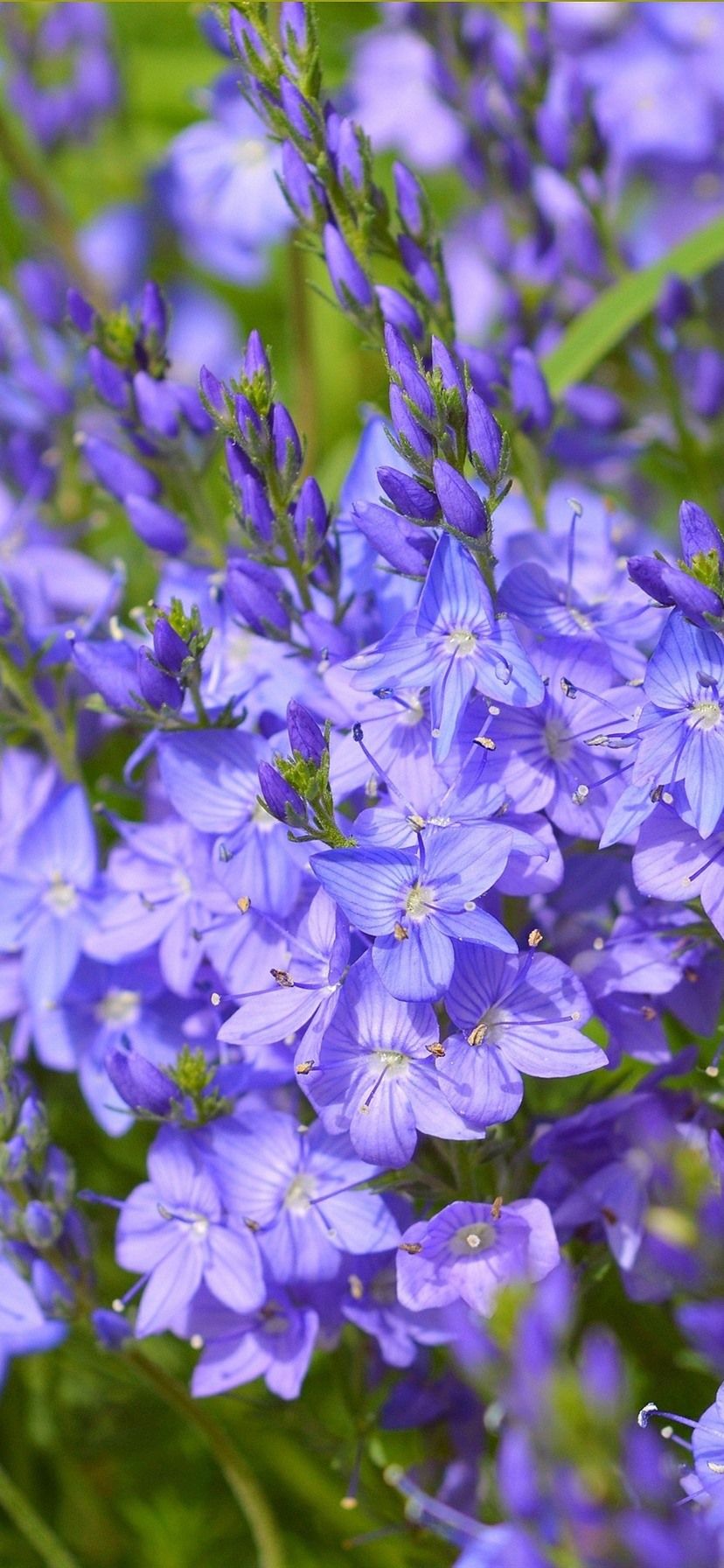Fiori viola in fiore, 828x1792 Verticale, iPhone Pro