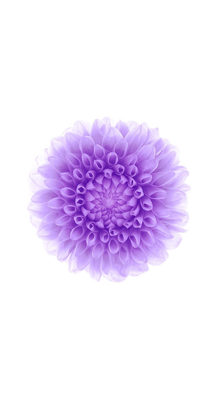 Fiore viola sfondo bianco, 750x1334 Full HD Verticale, iPhone Pro