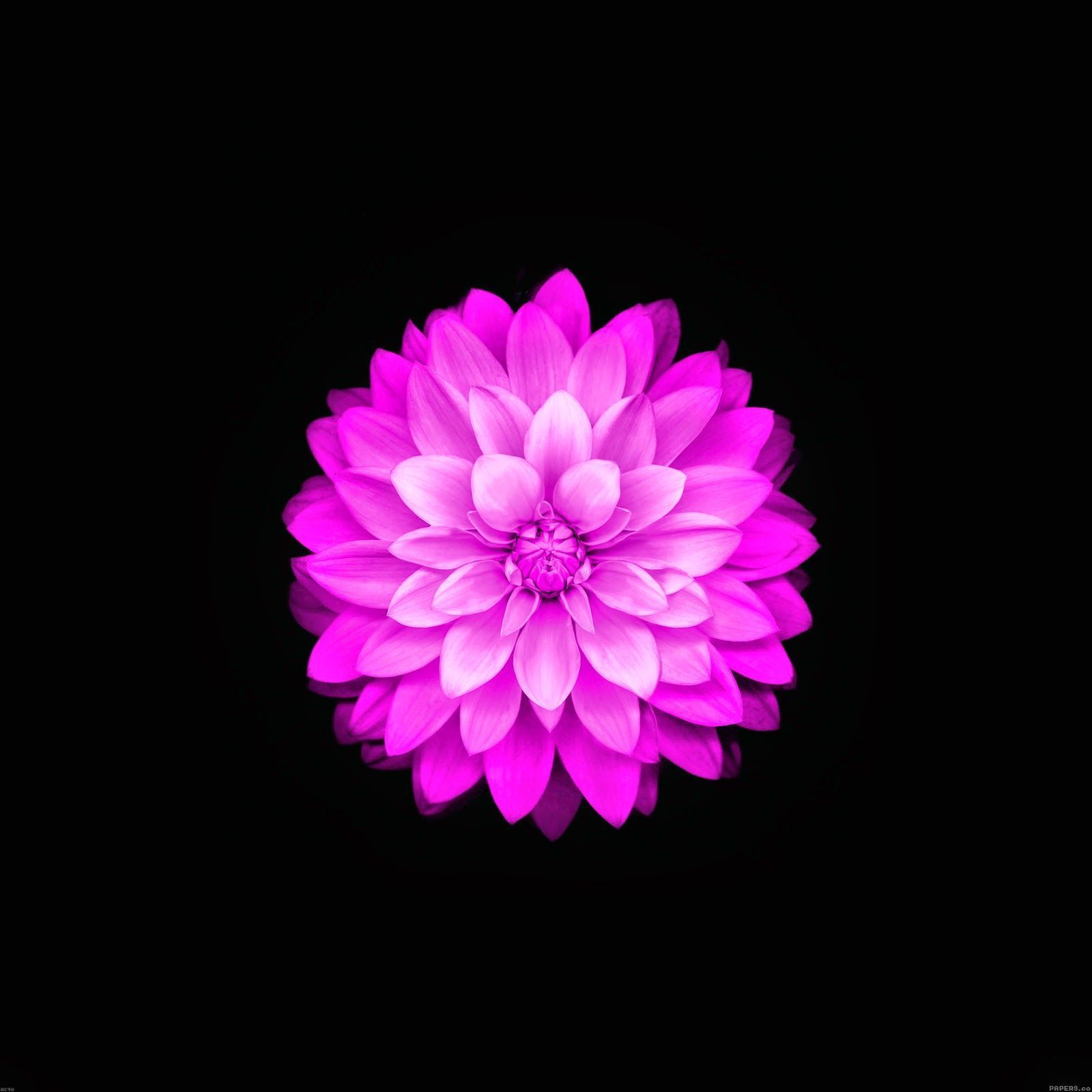 Fiore viola loto sfondo nero, 1600x1600 HD Ready, Laptop