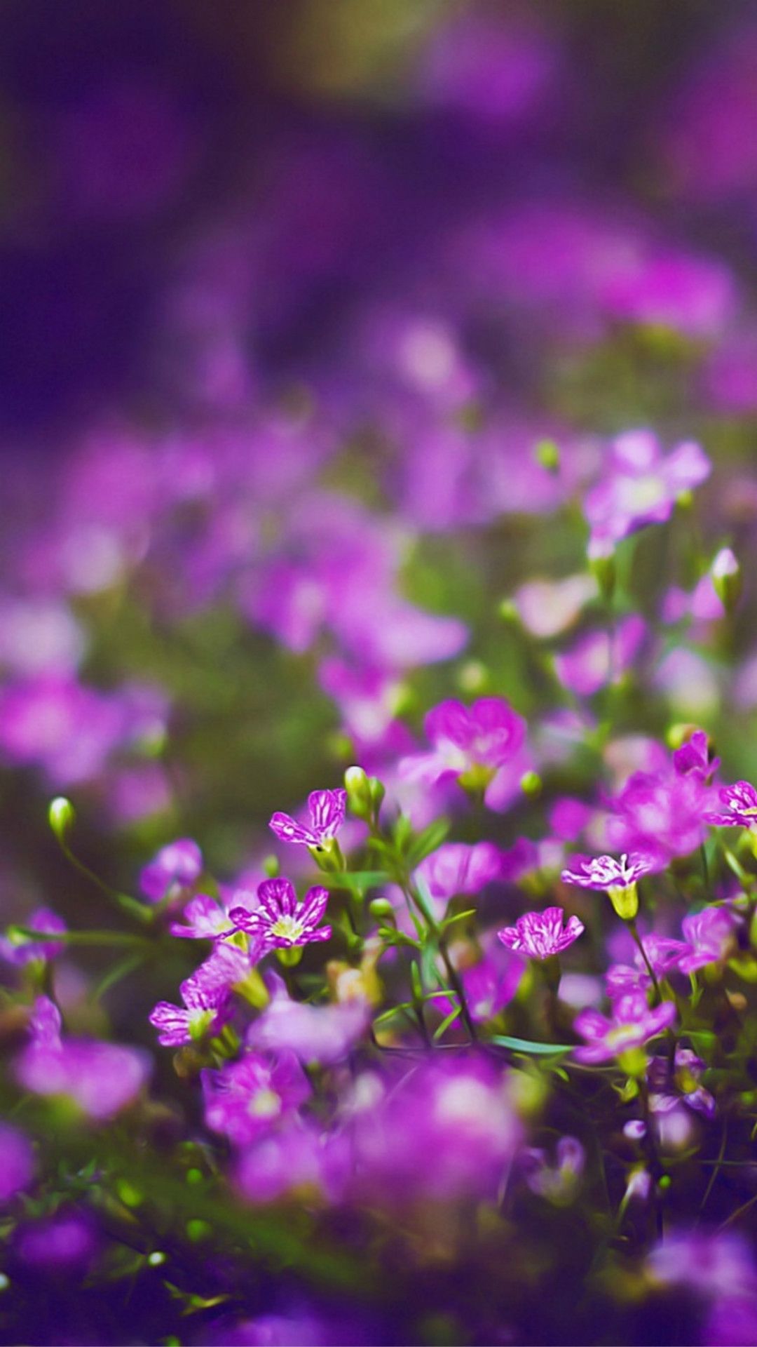 Fiori viola sfocati, 1080x1920 Full HD Verticale, iPhone