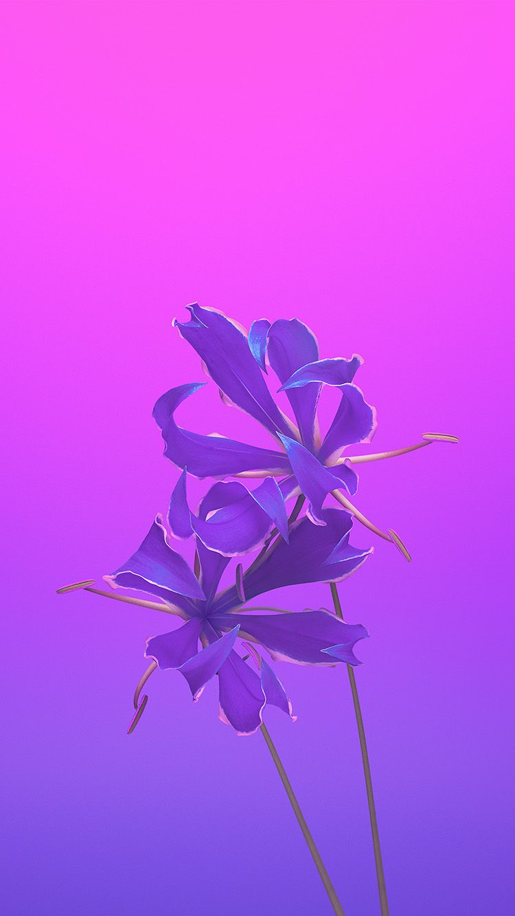 Fiori viola su sfondo sfumato, 750x1334 Verticale, iPhone Plus