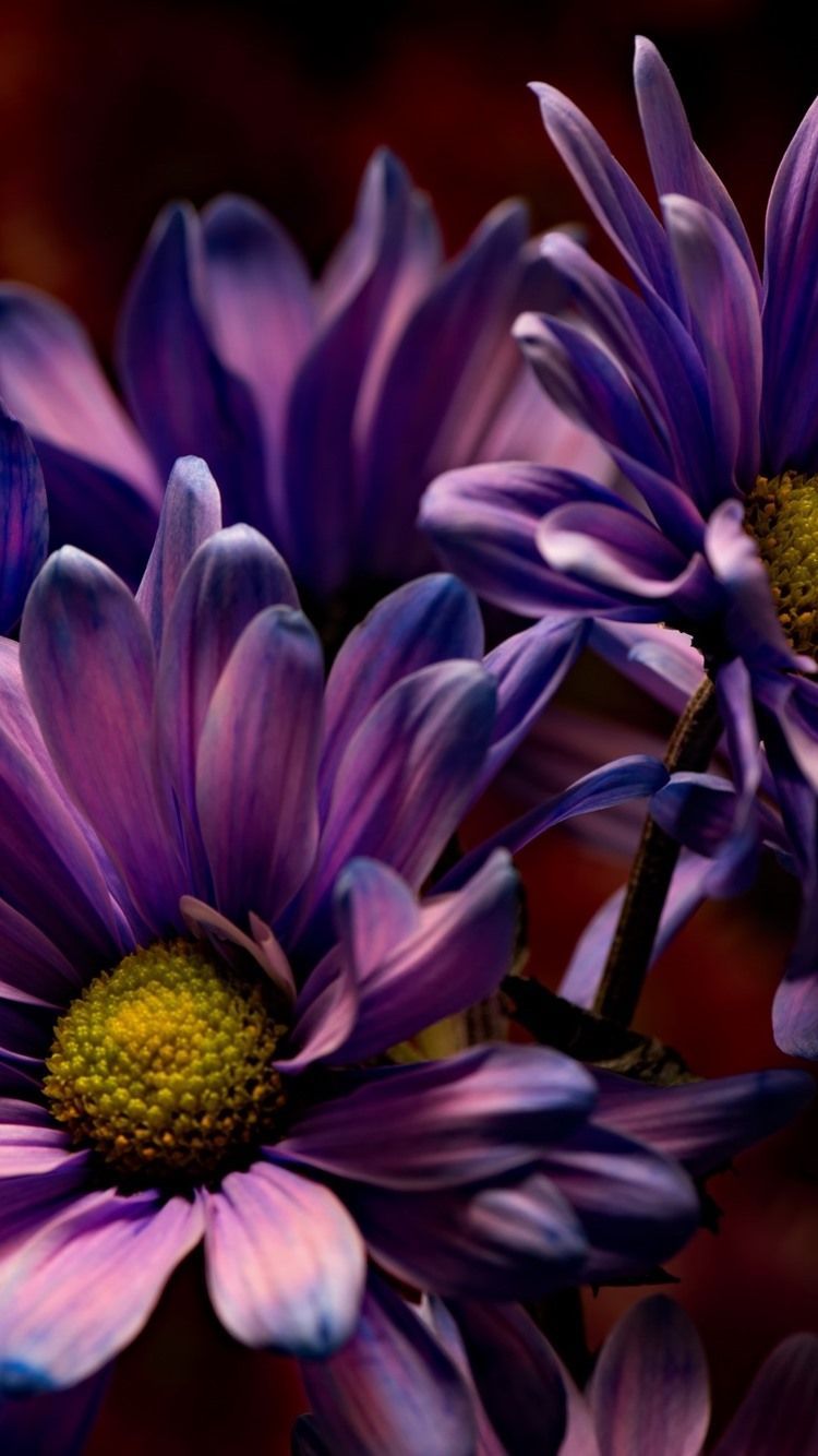 Fiori viola margherite scure, 750x1334 Verticale, iPhone Pro Max