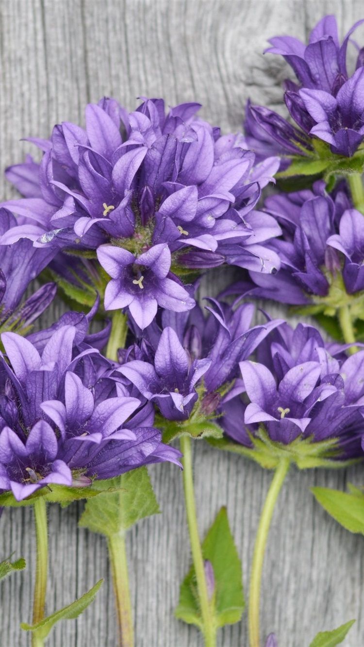 Fiori viola su legno, 750x1334 Full HD Verticale, iPhone