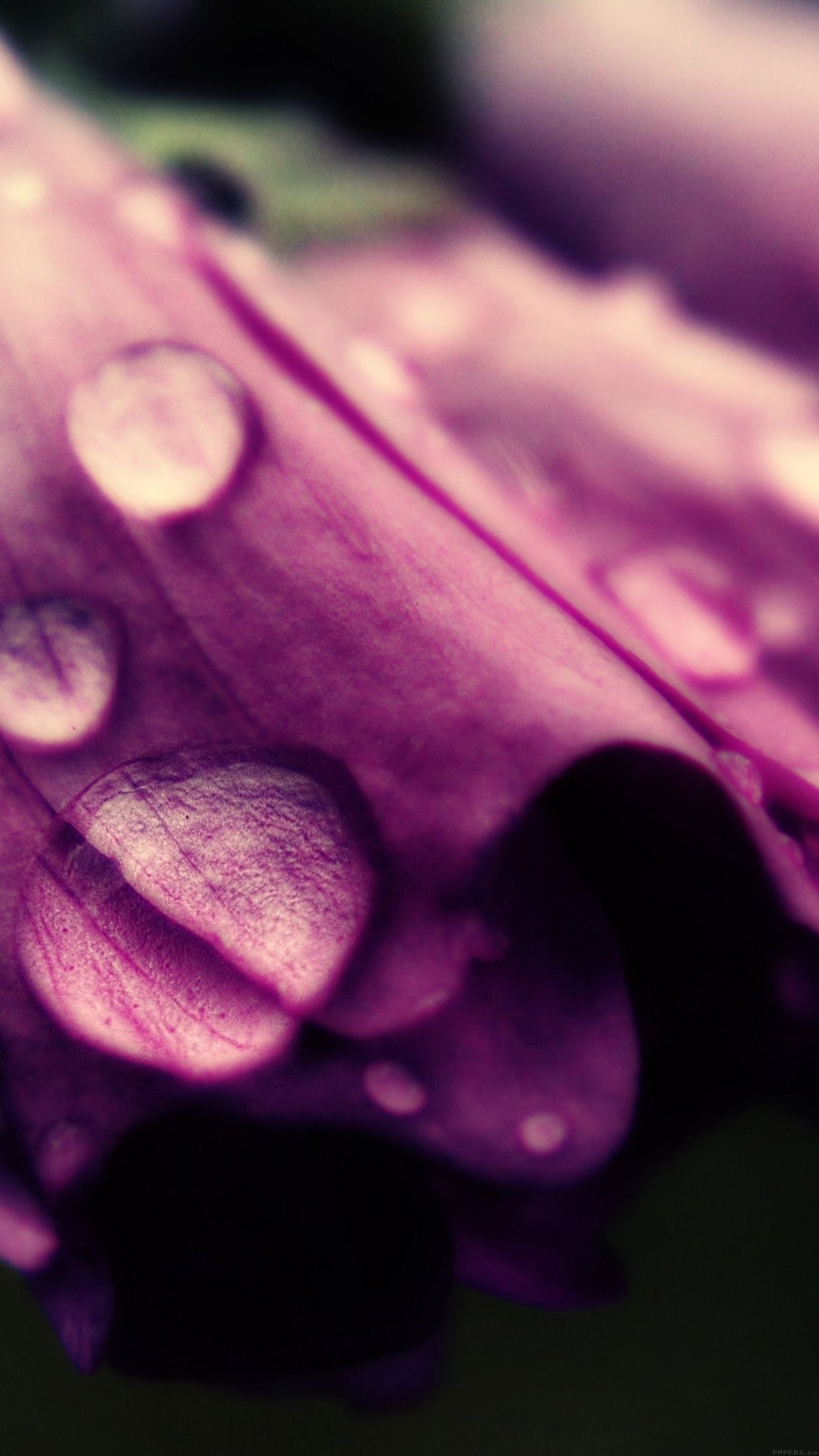 Fiore viola con gocce d'acqua, 1242x2208 Full HD Verticale, iPhone Plus