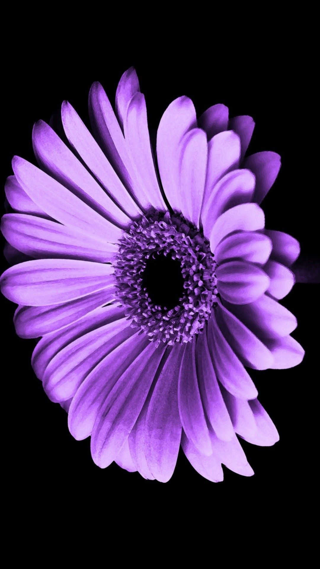 Fiore gerbera viola, 1080x1920 Verticale, iPhone Air