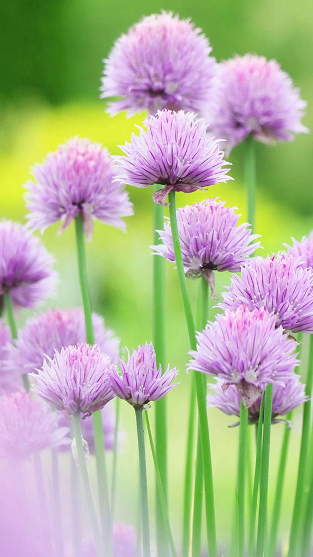 Fiori di erba cipollina viola, 1080x1920 Verticale, iPhone Air