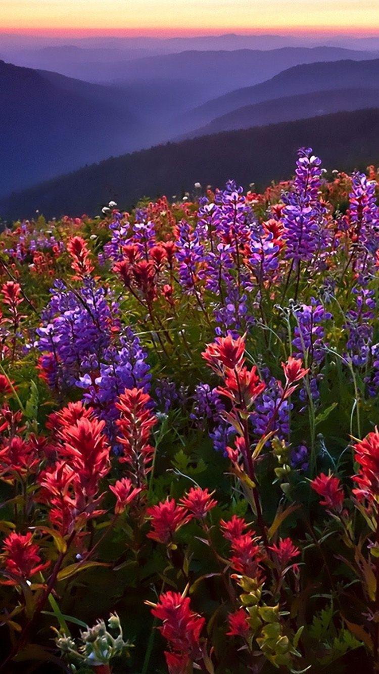 Fiori viola e rossi montagna, 750x1334 Verticale, iPhone Plus