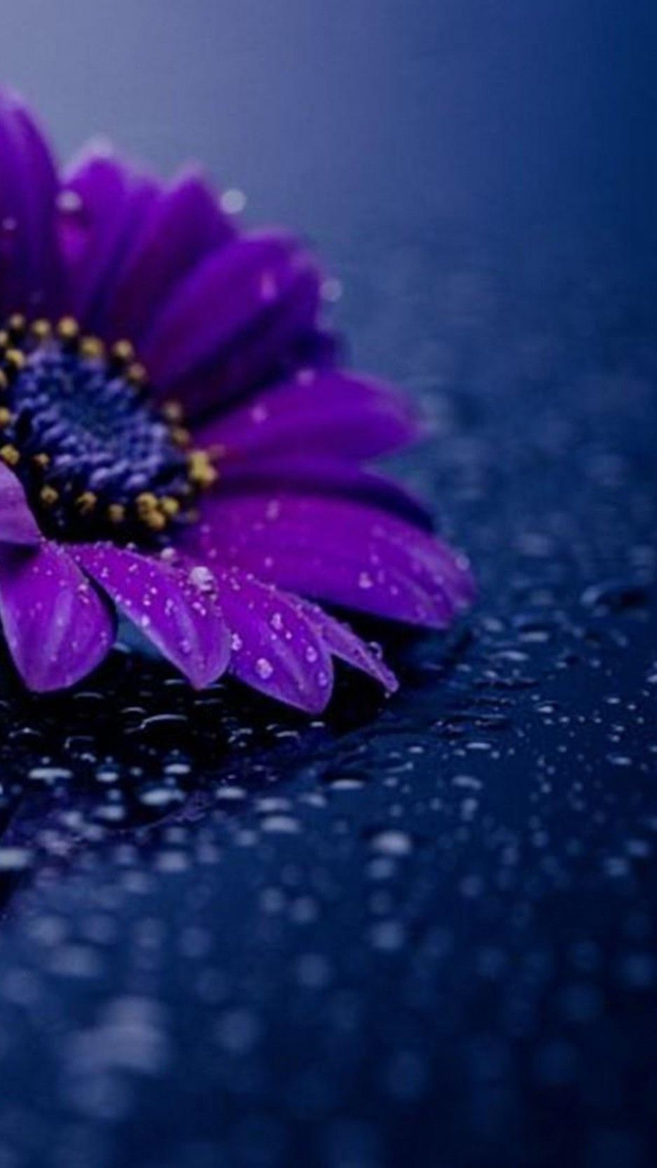 Fiore viola con gocce d'acqua, 938x1668 Verticale, iPhone