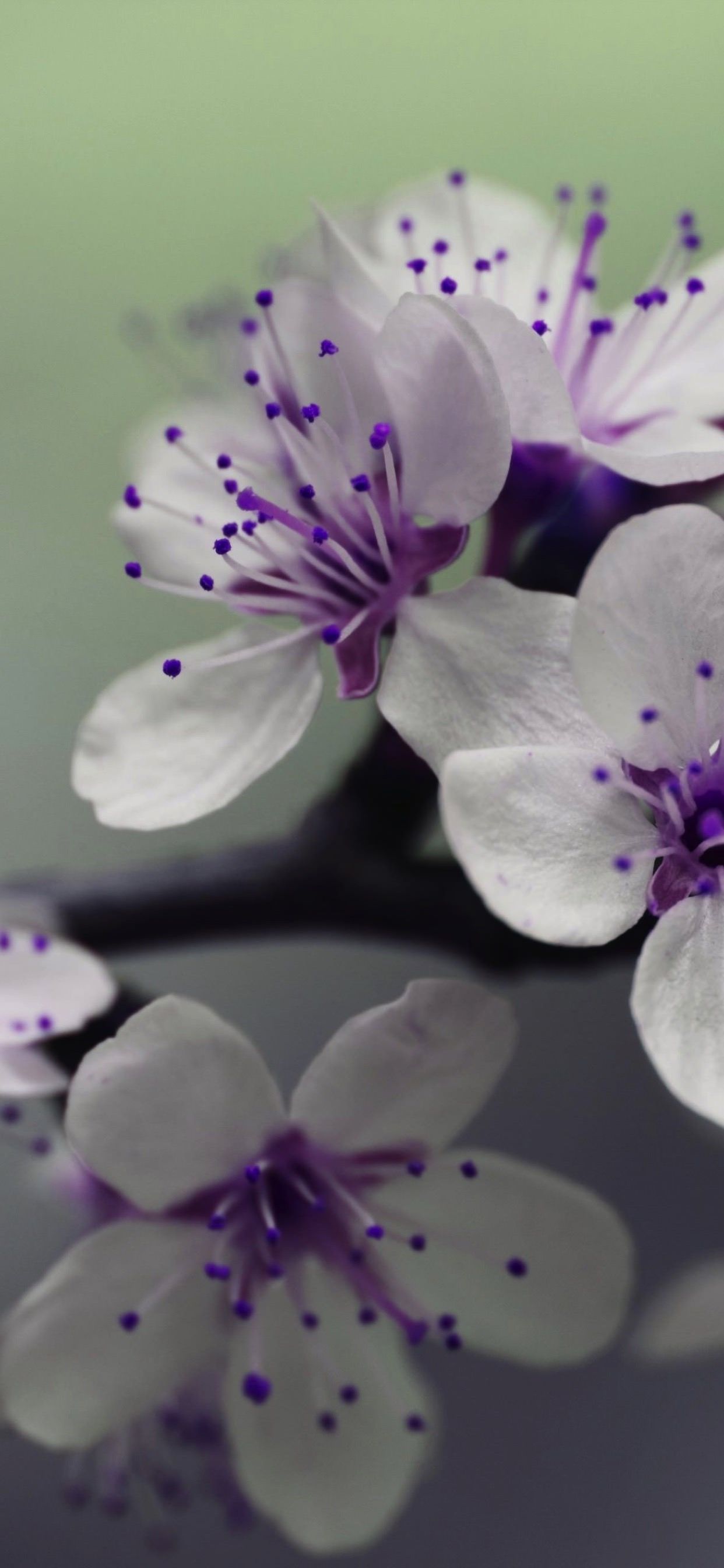 Fiori bianchi e viola, 1242x2688 Full HD Verticale, iPhone Pro Max
