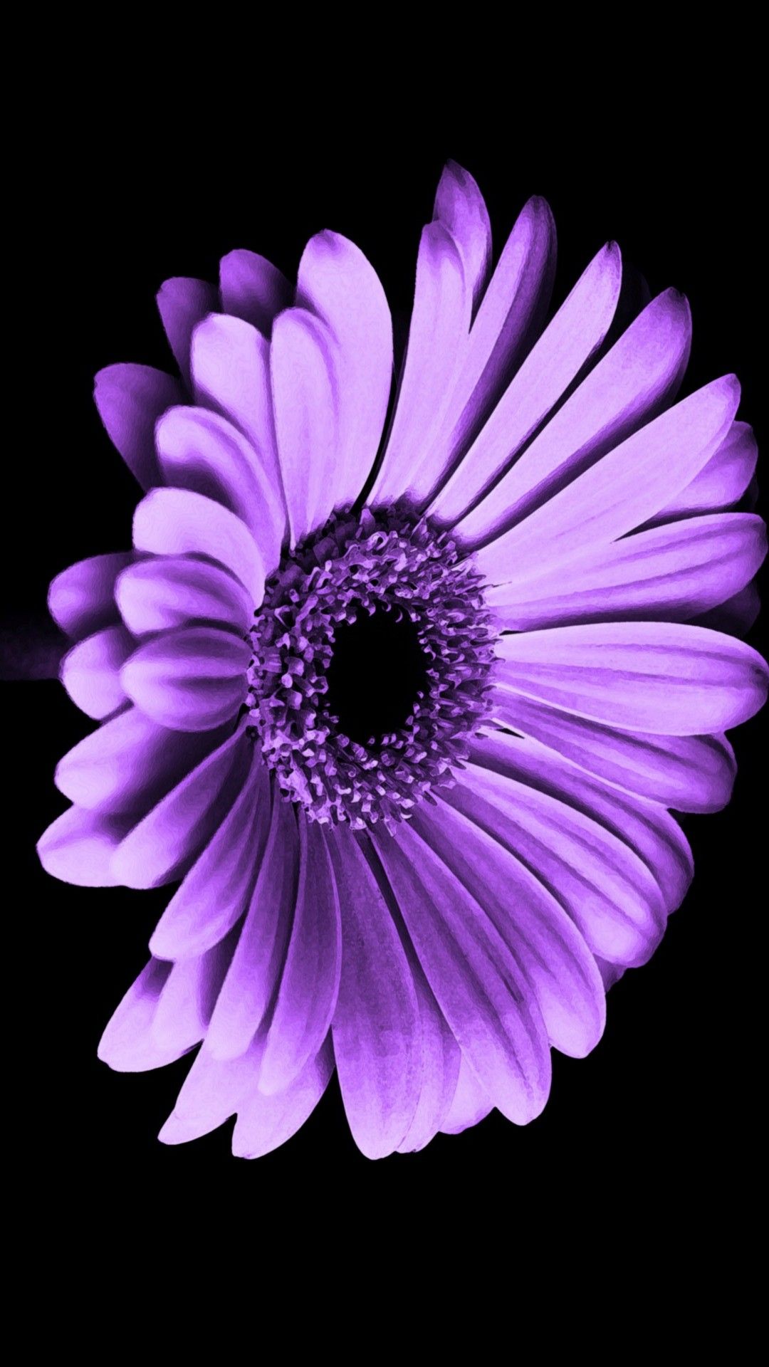 Margherita viola su nero, 1080x1920 Full HD Verticale, iPhone Pro Max