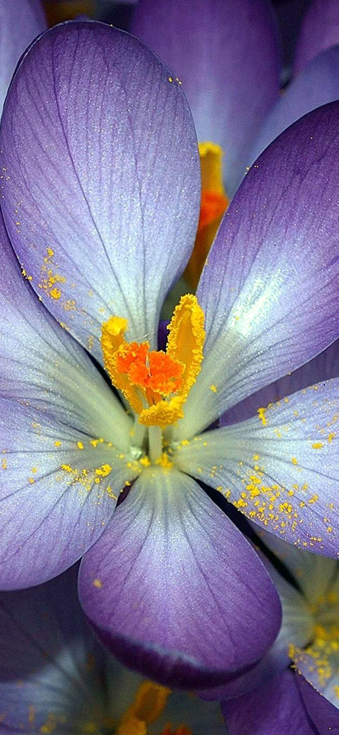 Fiore di crocus viola, 1125x2437 Verticale, iPhone Pro