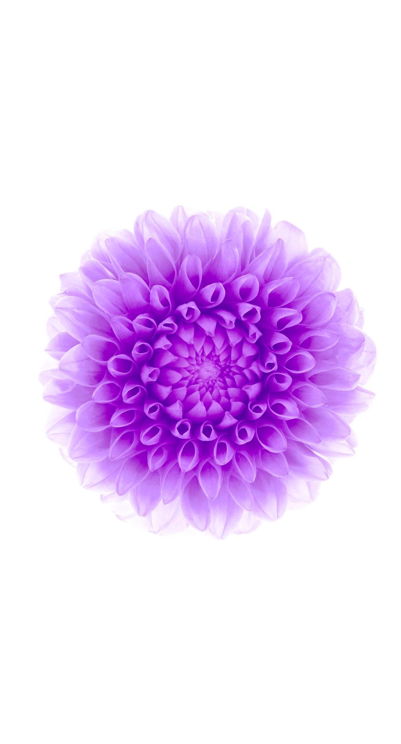 Fiore viola su bianco, 1398x2592 Full HD Verticale, iPhone Plus