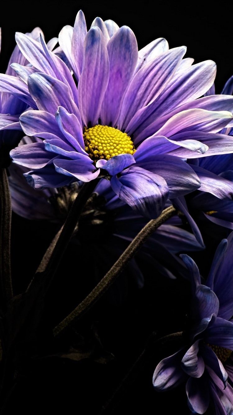 Fiori viola gerbera sfondo nero, 750x1334 Verticale, iPhone Plus