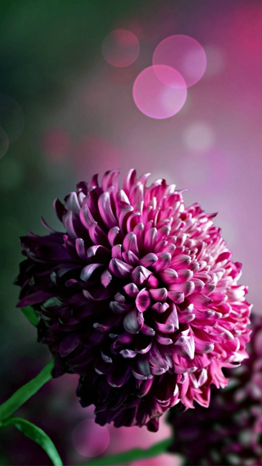 Fiore viola con bokeh, 1080x1920 Full HD Verticale, iPhone Pro