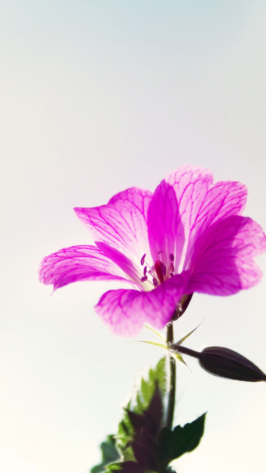 Fiore viola controluce, 1080x1920 Verticale, iPhone Air