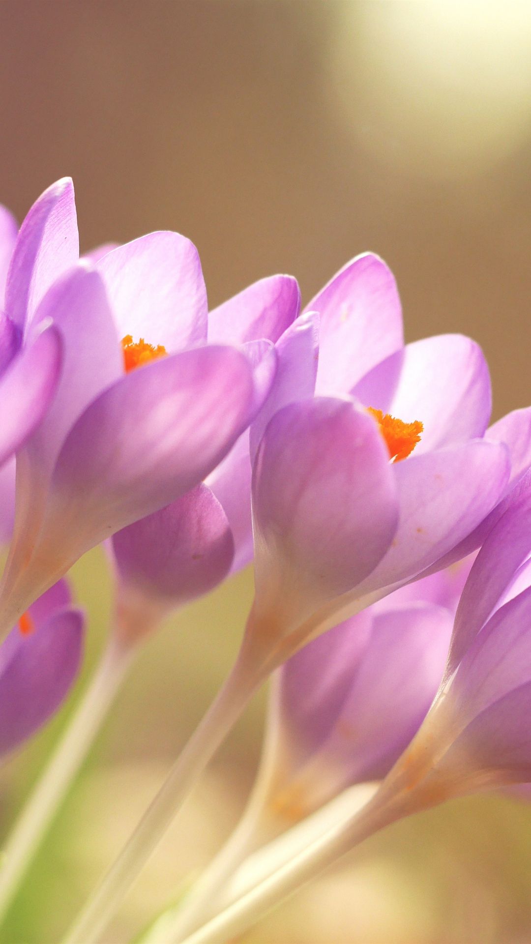Fiori di crocus viola, 1080x1920 Full HD Verticale, iPhone