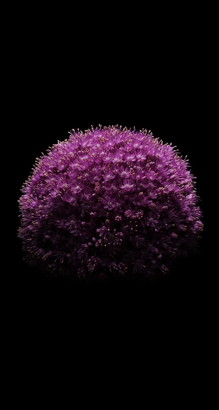 Sfera di fiori viola, 743x1392 Full HD Verticale, iPhone Pro
